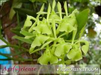 : Epidendrum difforme